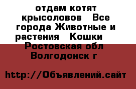отдам котят крысоловов - Все города Животные и растения » Кошки   . Ростовская обл.,Волгодонск г.
